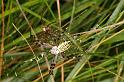 Argiope_bruennichi_D7512_Z_88_Waterleidingduinen_Nederland