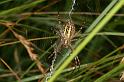 Argiope_bruennichi_D7513_Z_88_Waterleidingduinen_Nederland