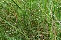 Argiope_bruennichi_D7514_Z_89_Waterleidingduinen_Nederland