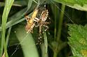 Argiope_bruennichi_D7518_Z_88_Waterleidingduinen_Nederland