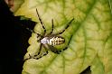 Argiope_bruennichi_D7522_Z_89_Waterleidingduinen_Nederland