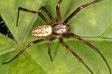 Argiope_bruennichi_D7523_Z_89_Waterleidingduinen_Nederland