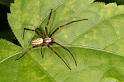 Argiope_bruennichi_D7524_Z_90_Waterleidingduinen_Nederland