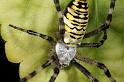 Argiope_bruennichi_D7525_Z_89_Waterleidingduinen_Nederland