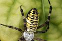 Argiope_bruennichi_D7526_Z_88_Waterleidingduinen_Nederland