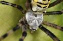 Argiope_bruennichi_D7527_Z_89_Waterleidingduinen_Nederland