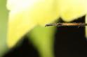 Argiope_bruennichi_D7529_Z_88_Waterleidingduinen_Nederland
