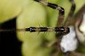Argiope_bruennichi_D7530_Z_88_Waterleidingduinen_Nederland