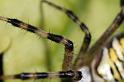 Argiope_bruennichi_D7531_Z_88_Waterleidingduinen_Nederland