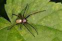Argiope_bruennichi_D7532_Z_89_Waterleidingduinen_Nederland