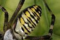 Argiope_bruennichi_D7533_Z_89_Waterleidingduinen_Nederland