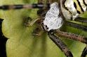 Argiope_bruennichi_D7534_Z_89_Waterleidingduinen_Nederland