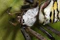 Argiope_bruennichi_D7535_Z_90_Waterleidingduinen_Nederland