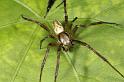 Argiope_bruennichi_D7536_Z_89_Waterleidingduinen_Nederland