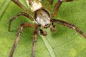 Argiope_bruennichi_D7537_Z_90_Waterleidingduinen_Nederland