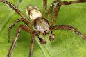 Argiope_bruennichi_D7538_Z_90_Waterleidingduinen_Nederland