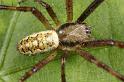 Argiope_bruennichi_D7539_Z_90_Waterleidingduinen_Nederland