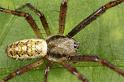 Argiope_bruennichi_D7540_Z_89_Waterleidingduinen_Nederland