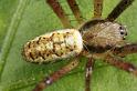 Argiope_bruennichi_D7542_Z_89_Waterleidingduinen_Nederland