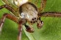 Argiope_bruennichi_D7543_Z_90_Waterleidingduinen_Nederland