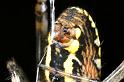 Argiope_bruennichi_D7544_Z_88_Waterleidingduinen_Nederland