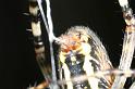 Argiope_bruennichi_D7545_Z_83_Waterleidingduinen_Nederland