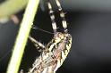 Argiope_bruennichi_D7546_Z_88_Waterleidingduinen_Nederland