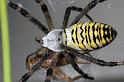 Argiope_bruennichi_D7547_Z_89_Waterleidingduinen_Nederland