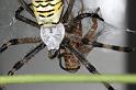 Argiope_bruennichi_D7548_Z_89_Waterleidingduinen_Nederland
