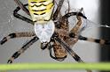 Argiope_bruennichi_D7549_Z_82_Waterleidingduinen_Nederland