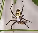 Argiope_bruennichi_D7550_Z_88_Waterleidingduinen_Nederland