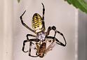Argiope_bruennichi_D7551_Z_88_Waterleidingduinen_Nederland