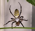 Argiope_bruennichi_D7552_Z_88_Waterleidingduinen_Nederland