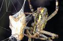 Argiope_bruennichi_D7553_Z_89_Waterleidingduinen_Nederland