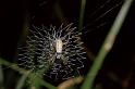 Argiope_bruennichi_P0033_Z_90_-_Frankrijk