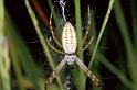 Argiope_bruennichi_P0034_Z_90_-_Frankrijk