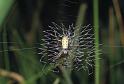 Argiope_bruennichi_P0121_Z_90_-_Frankrijk