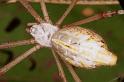 Argiope_extensa_RF0516_Z_80_Daintree-Giru_Australie