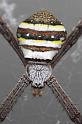 Argiope_keyserlingi_D4011_Z_89_Sydney_Australie
