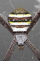 Argiope_keyserlingi_D4012_Z_89_Sydney_Australie