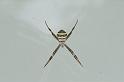Argiope_keyserlingi_D4154_Z_85_Nudgee_Australie