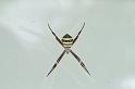 Argiope_keyserlingi_D4155_Z_86_Nudgee_Australie