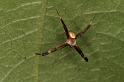 Argiope_keyserlingi_D5478_Z_91_Giru_Australie