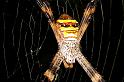 Argiope_keyserlingi_D5480_Z_91_Giru_Australie