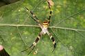 Argiope_keyserlingi_D5482_Z_90_Giru_Australie