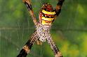 Argiope_keyserlingi_D5484_Z_91_Giru_Australie