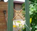 Argiope_keyserlingi_D6279_Z_90_Brisbane_Australie