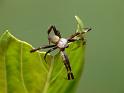 Argiope_keyserlingi_D6499_Z_88_Brisbane_Australie