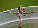 Argiope_keyserlingi_D6767_Z_89_Brisbane_Australie