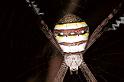 Argiope_keyserlingi_F0527_Z_75_Brisbane-Oakey_Australie